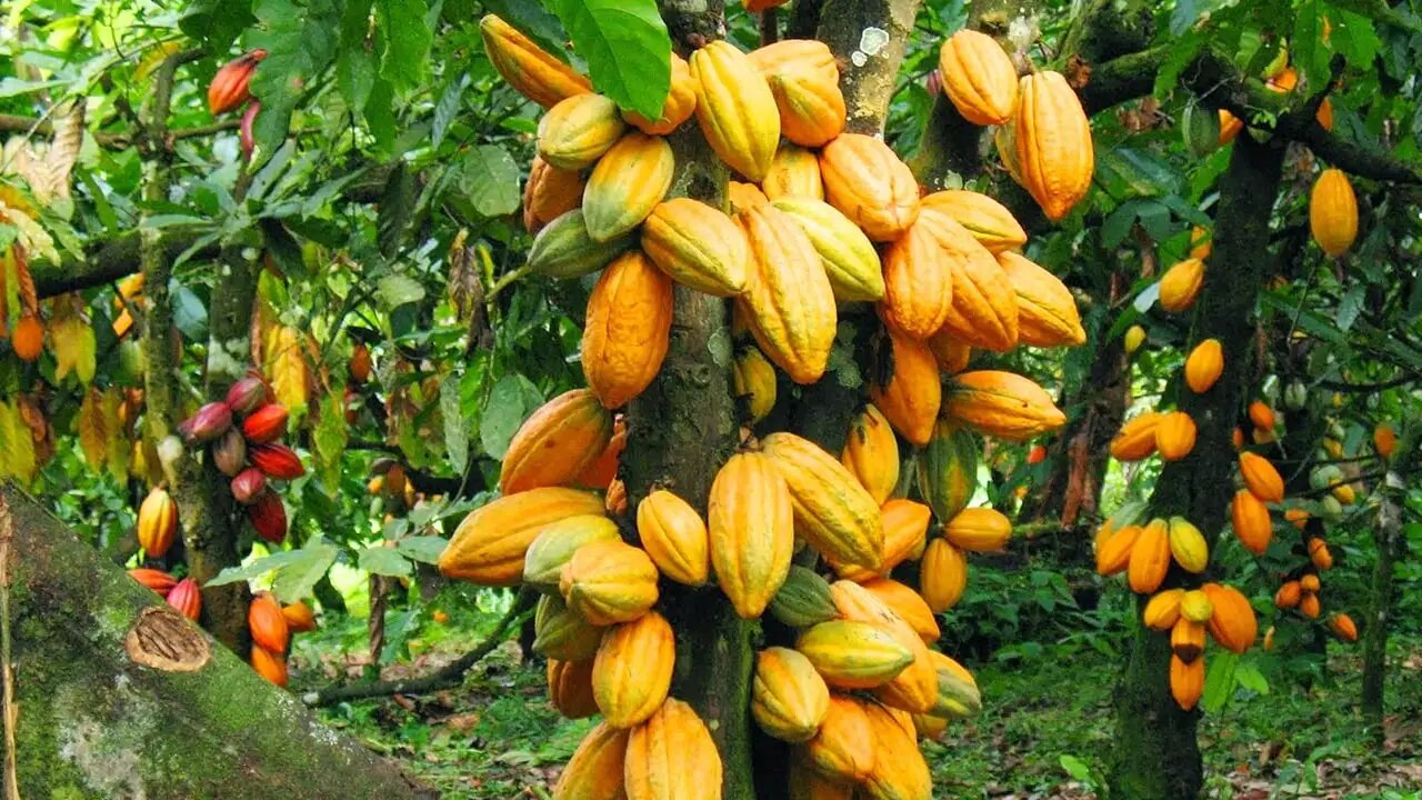 Ghana expects 2024/25 cocoa production resurgence