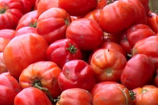 Burkina Faso Attack Triggers Ghana’s $5.7bn Tomato Import Reform Plan