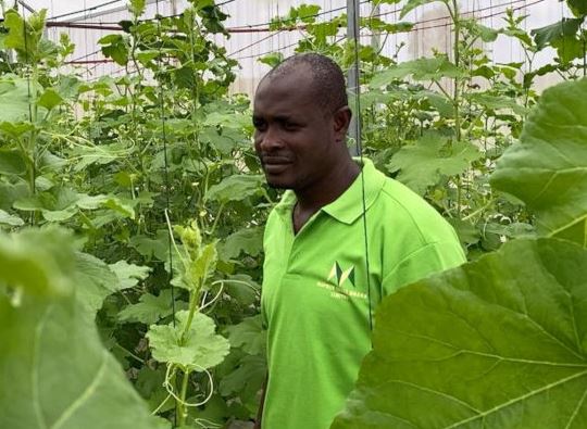 One Ghanaian Farmer Built a Business Supplying KFC Sweet Potatoes
